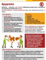 ПАМЯТКА ПО ПРОФИЛАКТИКЕ БРУЦЕЛЛЕЗА ПАМЯТКА ПО ПРОФИЛАКТИКЕ БРУЦЕЛЛЕЗА.